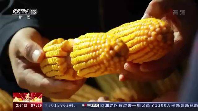 农业|农业农村部多措并举夯实粮食丰收基础