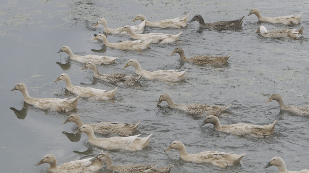 如何杀鸭子最快的方法 4c8cbe40fc0149e78d20d42528dec063.png