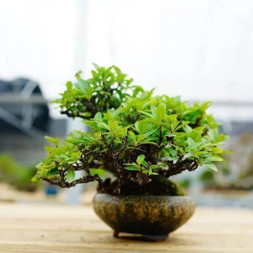 人家花了十年造型完成的火棘盆景,他竟说3年就能呈现!_修剪_挂果_植株