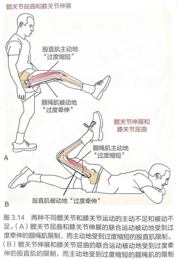 肌肉的长度张力关系必备知识⑦