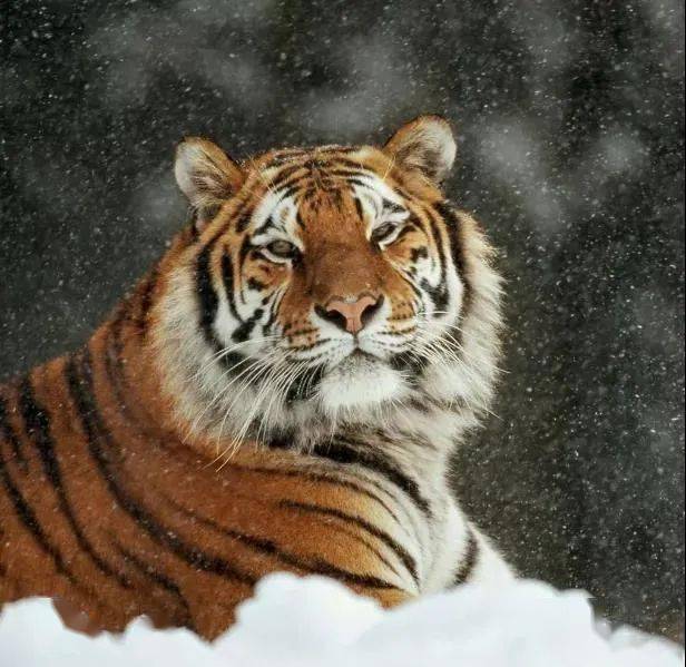 石头画老虎头 64fb4b273a6847b280f61eb272a5304b.jpeg