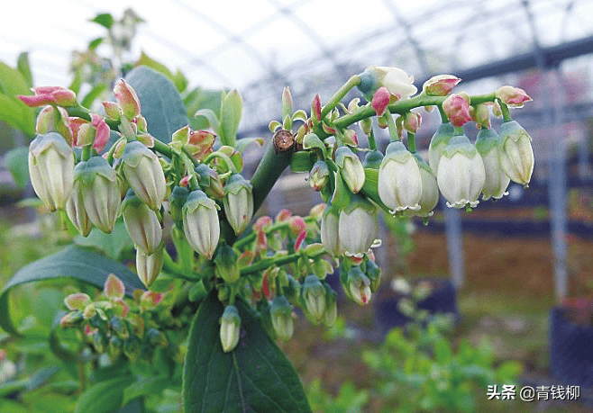 兔眼蓝莓开花图片