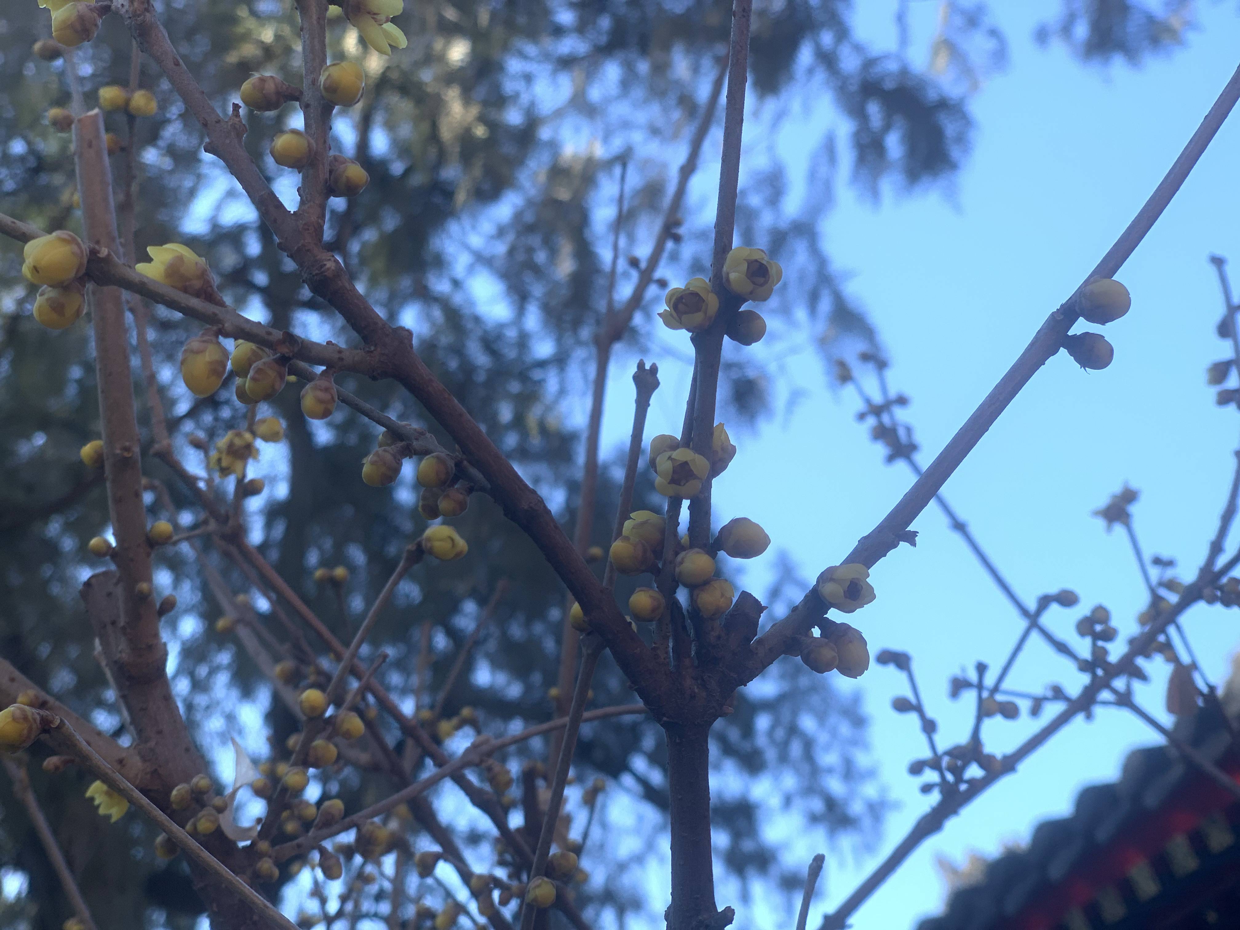 边拍|红墙灰瓦蜡梅黄！北京植物园成摄影发烧友打卡胜地