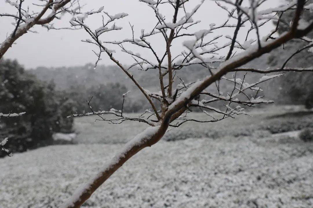 丁蘭瑞雪紛飛 每一幀都想收藏~_溪雲_樹作_街道