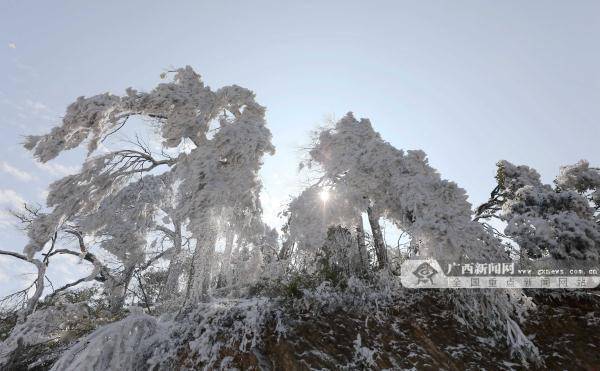 新闻网|广西这个地方现绝美雪景 宛如童话世界