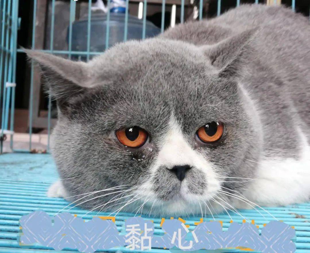 视听观点 | 初七人日拟人说声——冰冰以音炆食色