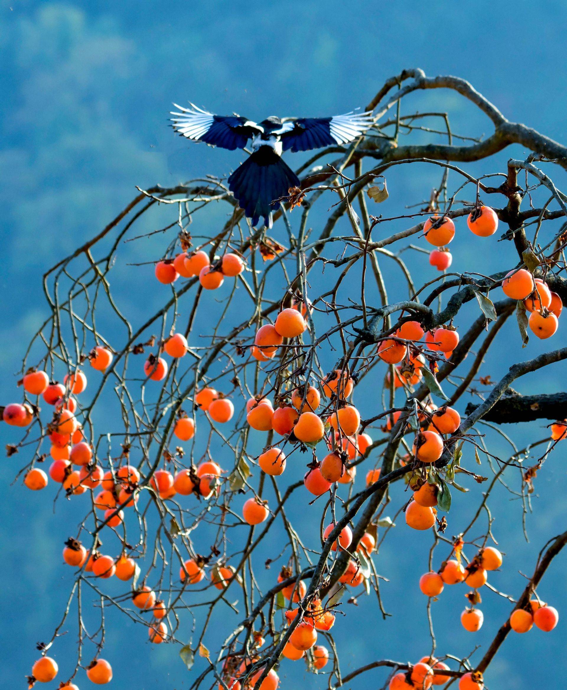 喜鹊在柿子树上的图片图片