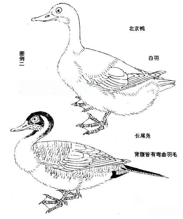 图文教程——怎样画鸭