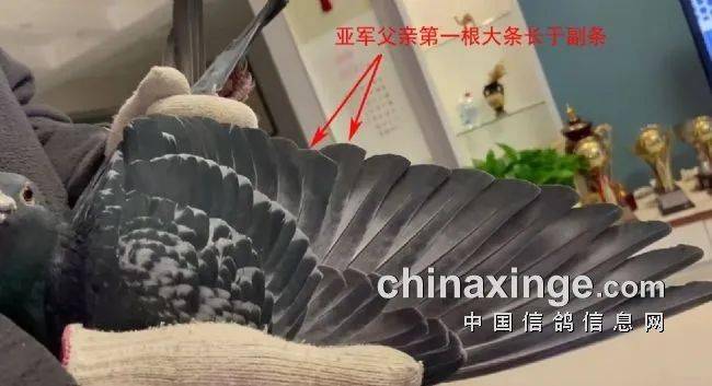 比赛_军鸽_翅膀