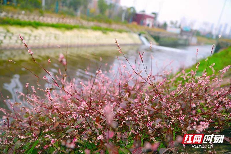 鸟语花香|新春走基层 | 衡阳：好景在身边 幸福河蝶变”网红打卡地”