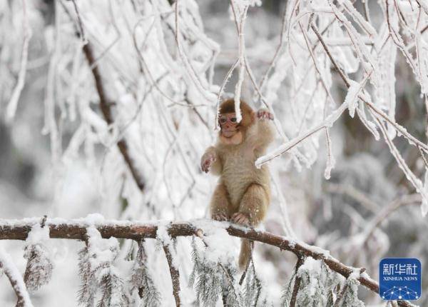 雪地|雪中猴趣