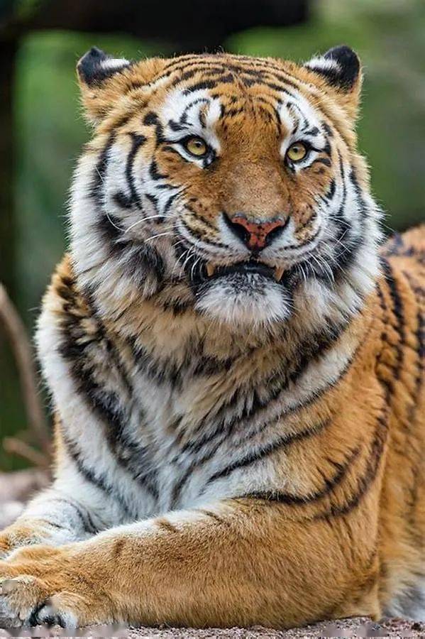 砚外之艺虎年看虎谁最威武