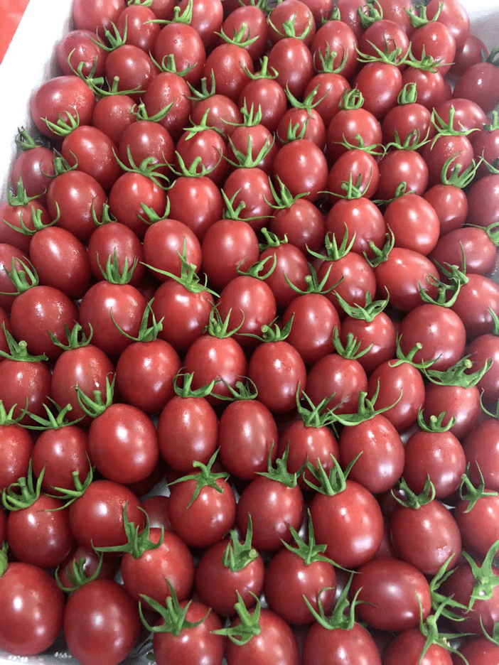 团购海南千禧小番茄果一口爆浆一口一个好滋味