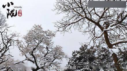 银枝|甘肃平凉：雪压枝头白絮飞 玉树银枝惹人醉