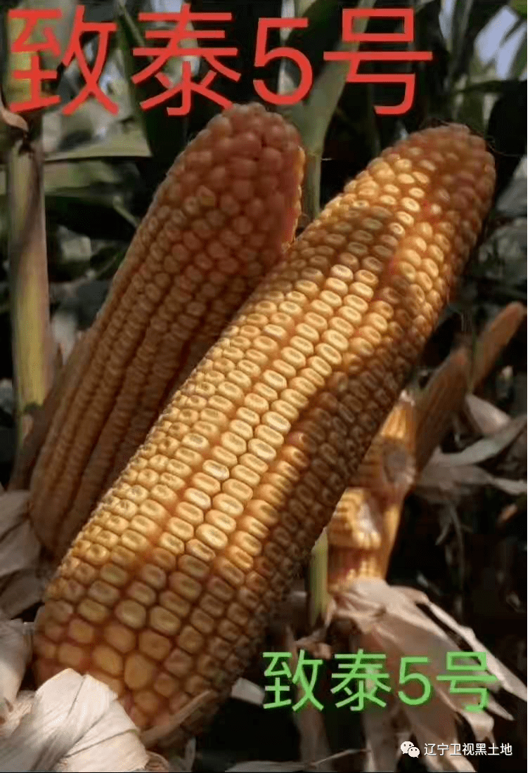 致泰3号玉米品种简介图片