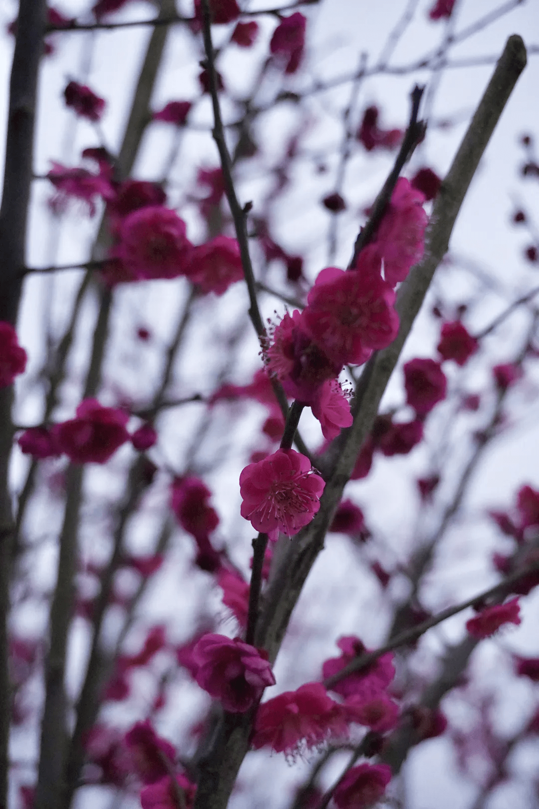 爆火内江这个赏梅地太好看满山坡的红梅看了让人忍不住