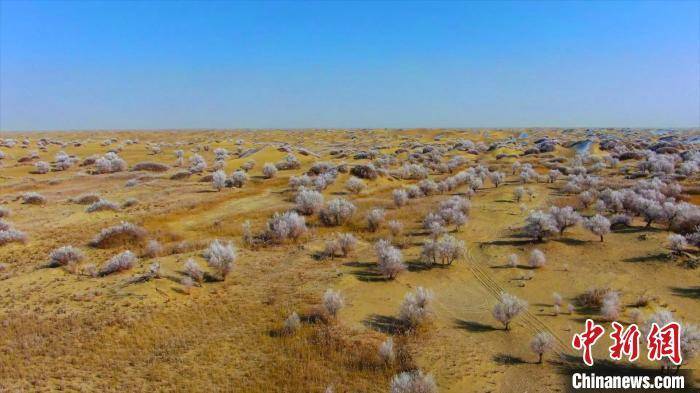 新疆塔克拉玛干沙漠现繁“花”盛放