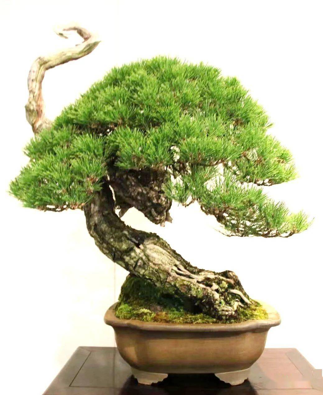 带你去逛2022年日本最顶级的盆景展_cm_作品_盆栽