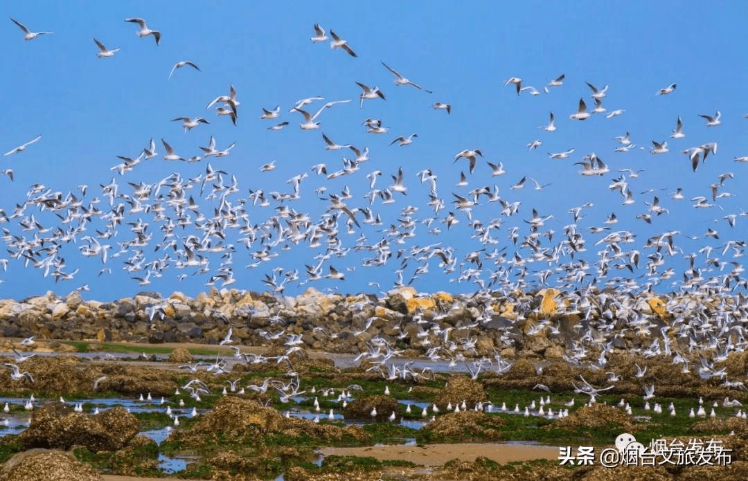 海鸥|千鸥云集贺新春！吸一口来自烟台的“鸥”气