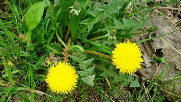 蒲公英別名谷谷丁,婆婆丁,黃花苗,黃花地丁,奶汁草等,為菊科蒲公英屬