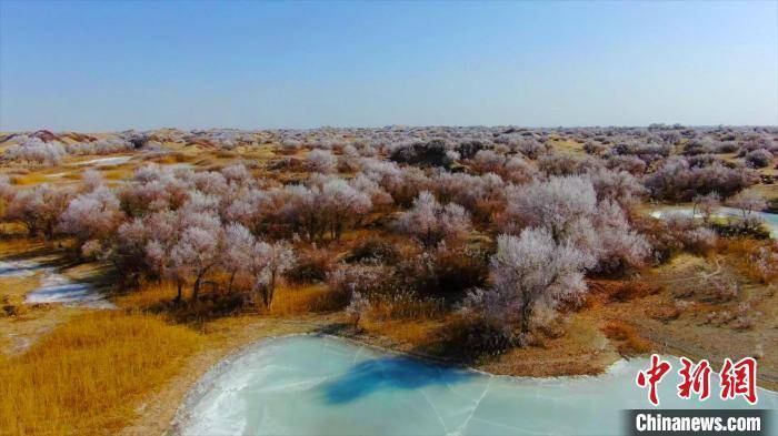 新疆塔克拉玛干沙漠现繁“花”盛放