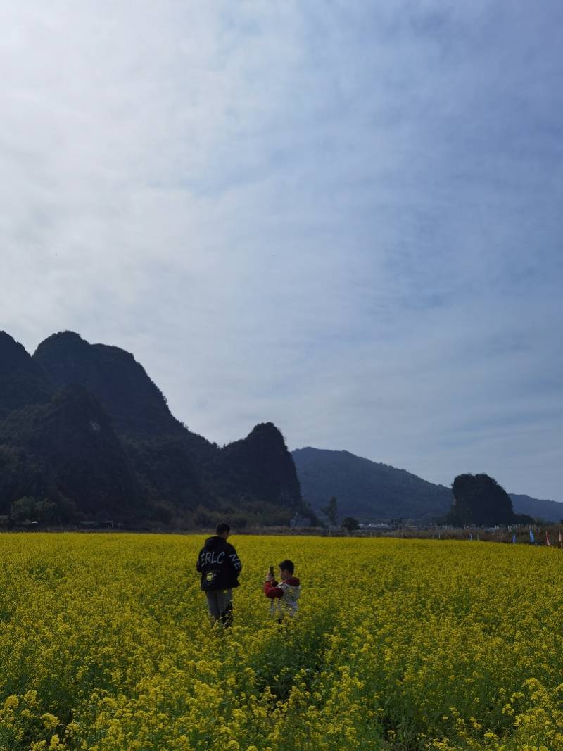 游客|2月中下旬进入最佳观赏期！广东省内赏花旅游产品陆续上架