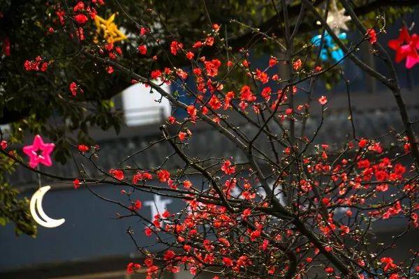 梅花|春雨润春花！周末升至14℃，成都第一抹春色速速安排