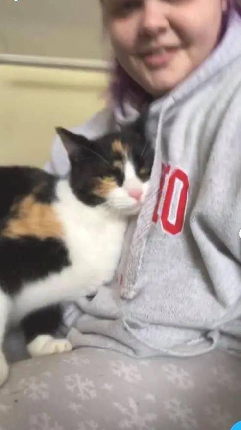 猫咪叫声吸引猫过来玩 e48eaf15a90d4d54a103e4b27e4d96f3.jpeg