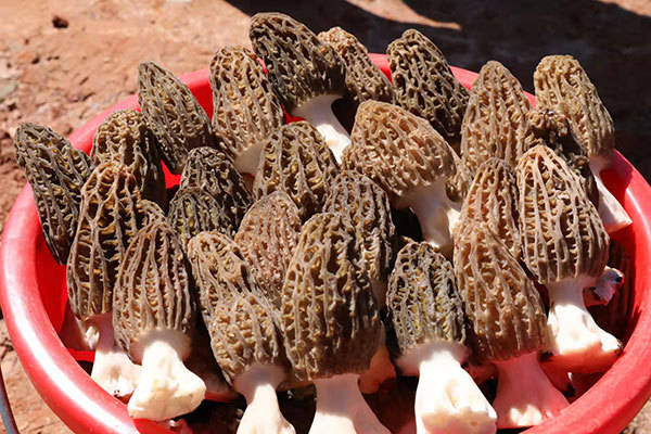 云南陆良羊肚菌蹚出羊头山致富新路子