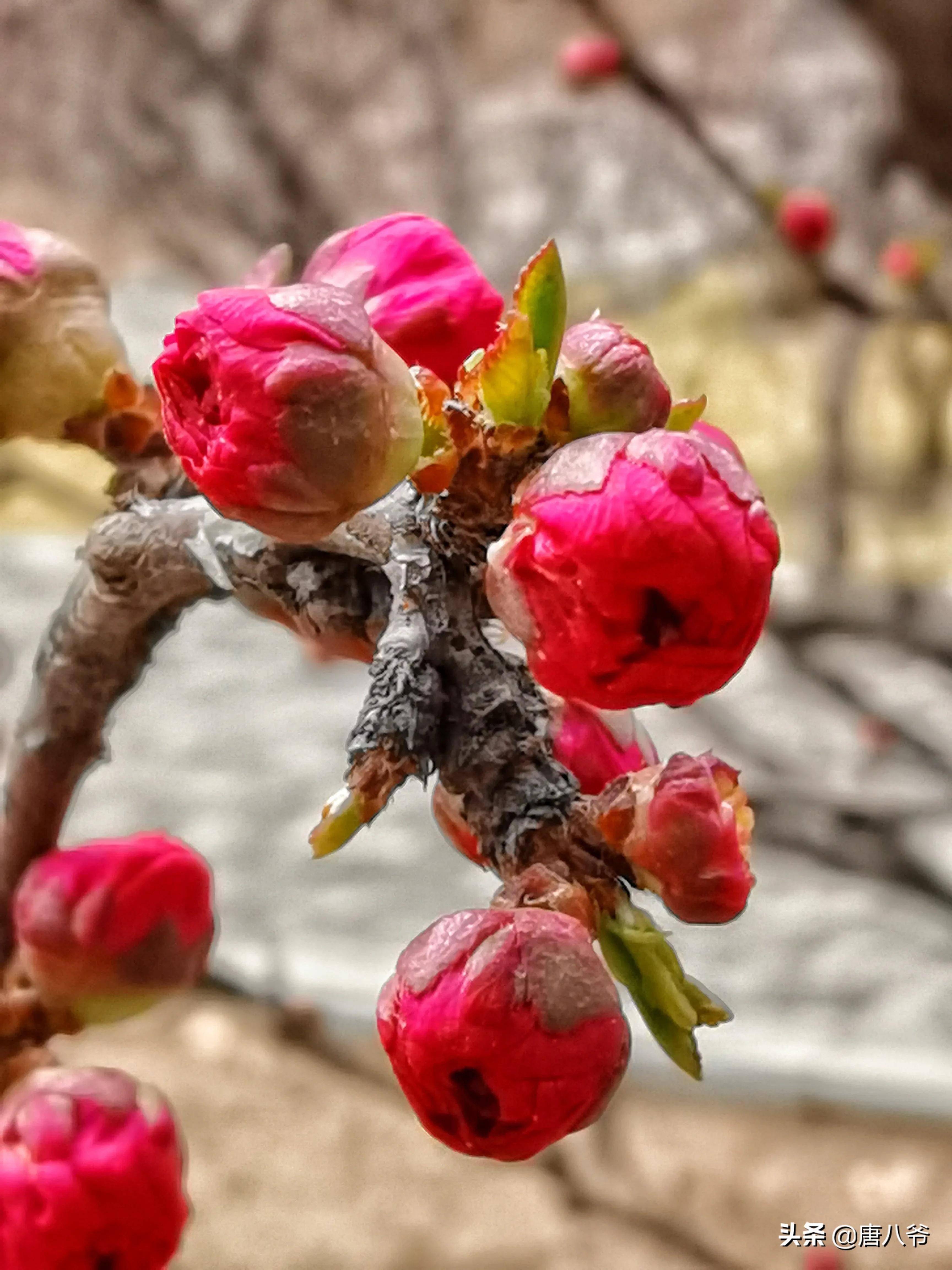 桃花花苞图片像什么图片