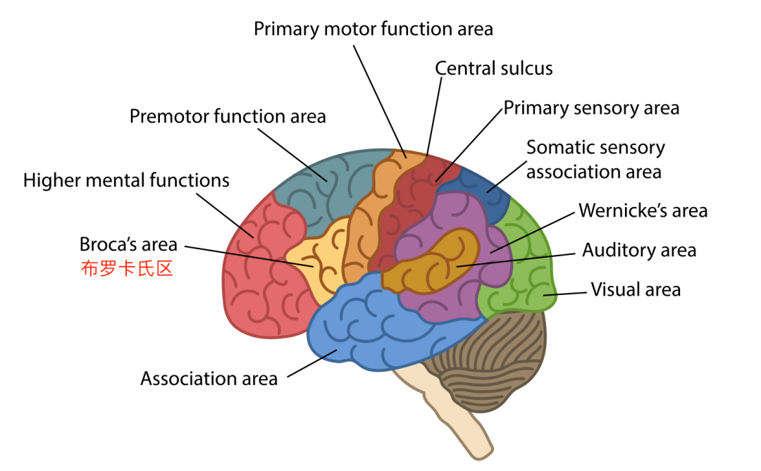 脑科学告诉你答案_布罗卡区_孩子_语言
