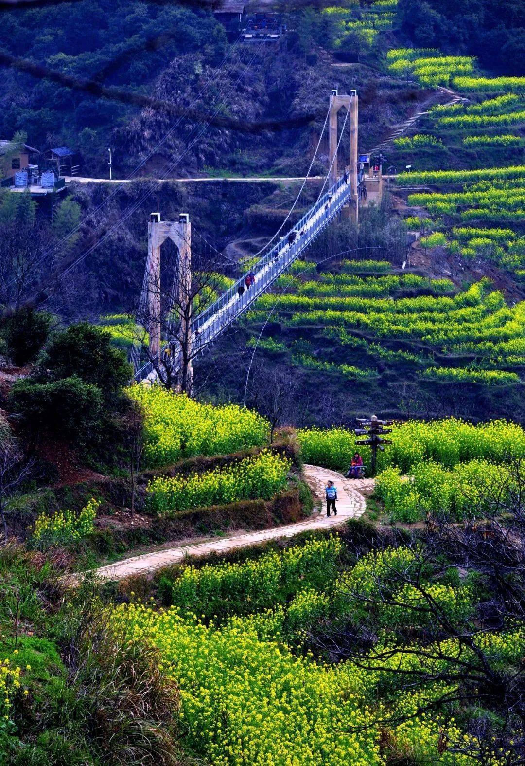 婺源篁岭油菜花赏花预告新鲜出炉走吗一起去春游吧