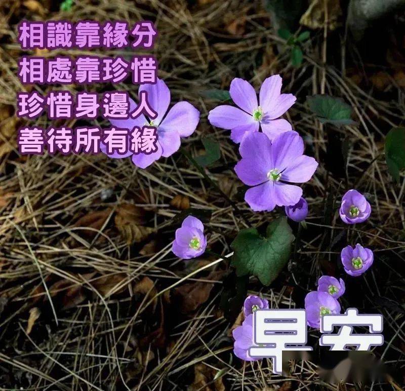 早安祝福美圖早上好問候句子