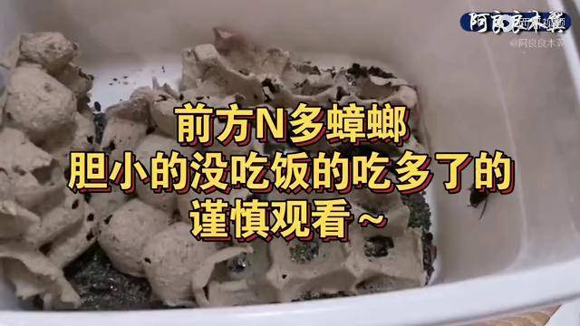 南方蟑螂的幼崽