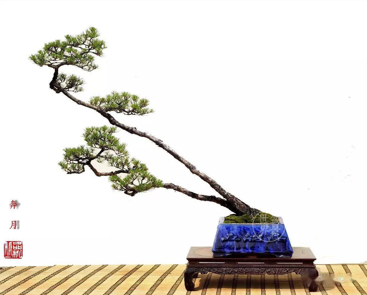 情人树_今天情人节_作品_cm