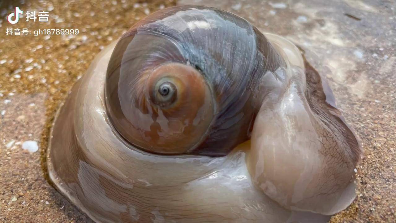 大海退潮后二强在沙滩上抓到卧沙的猫眼螺还收获了