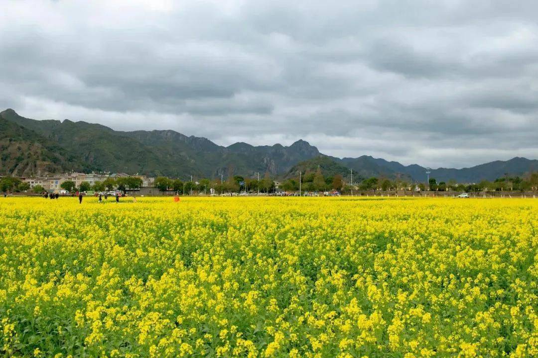 临海桃江十三渚,金黄满地的500亩油菜花 1日游_活动_国际旅行社_春一