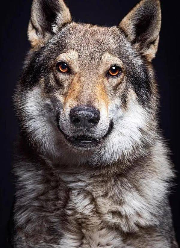 体型最大的狼犬图片
