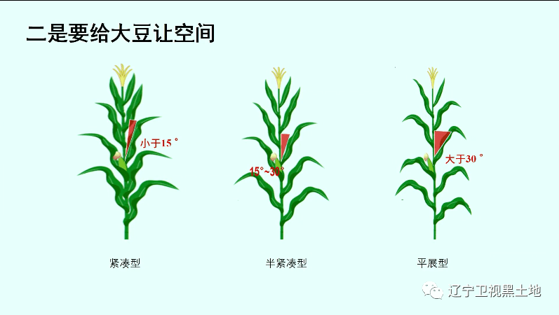 玉米二比空种植模式图图片