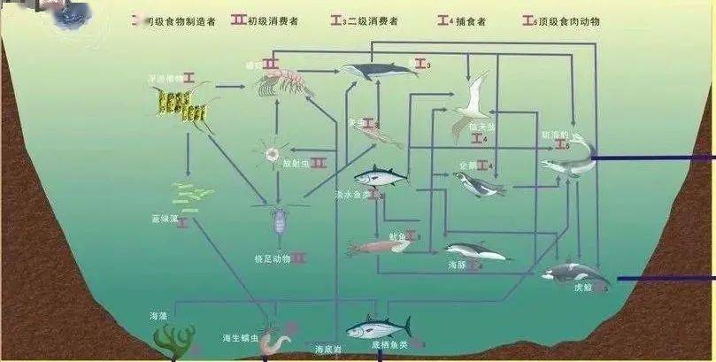 在池塘把生物包掛起來!持續改善穩定水質!_養殖_藻類_水體