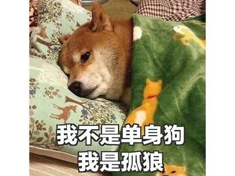 孤狼单身狗图片