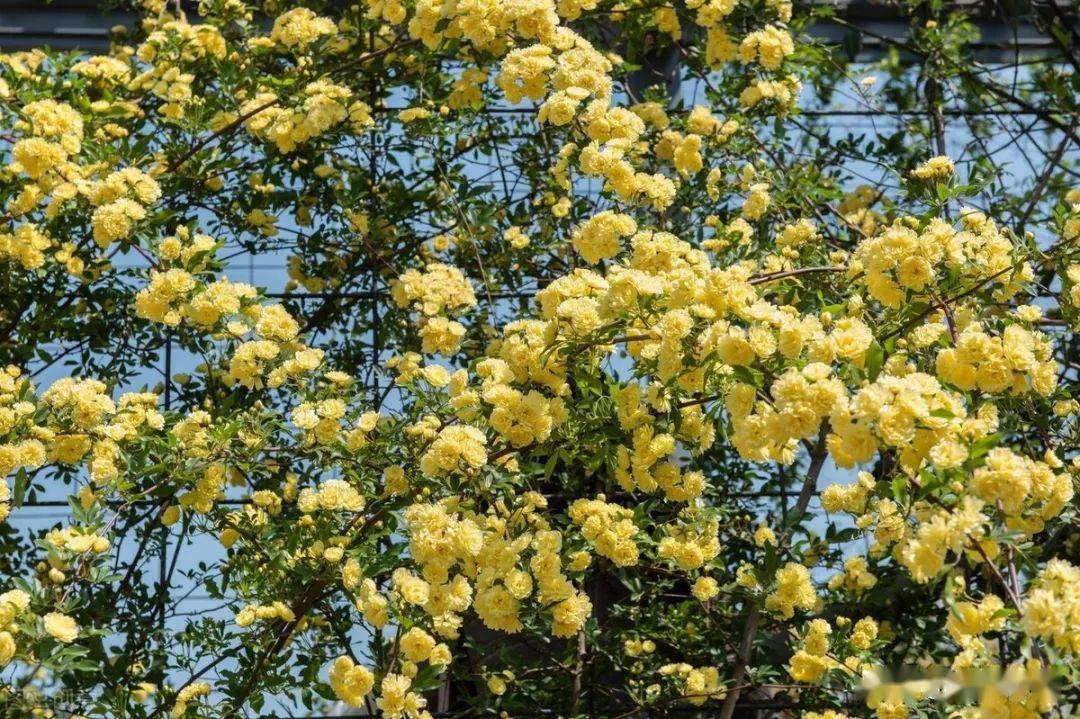 适合临夏地区栽植花卉品种推介
