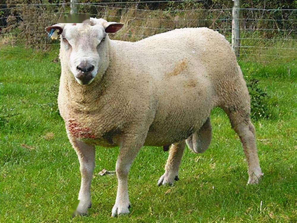最大的羊品种图片
