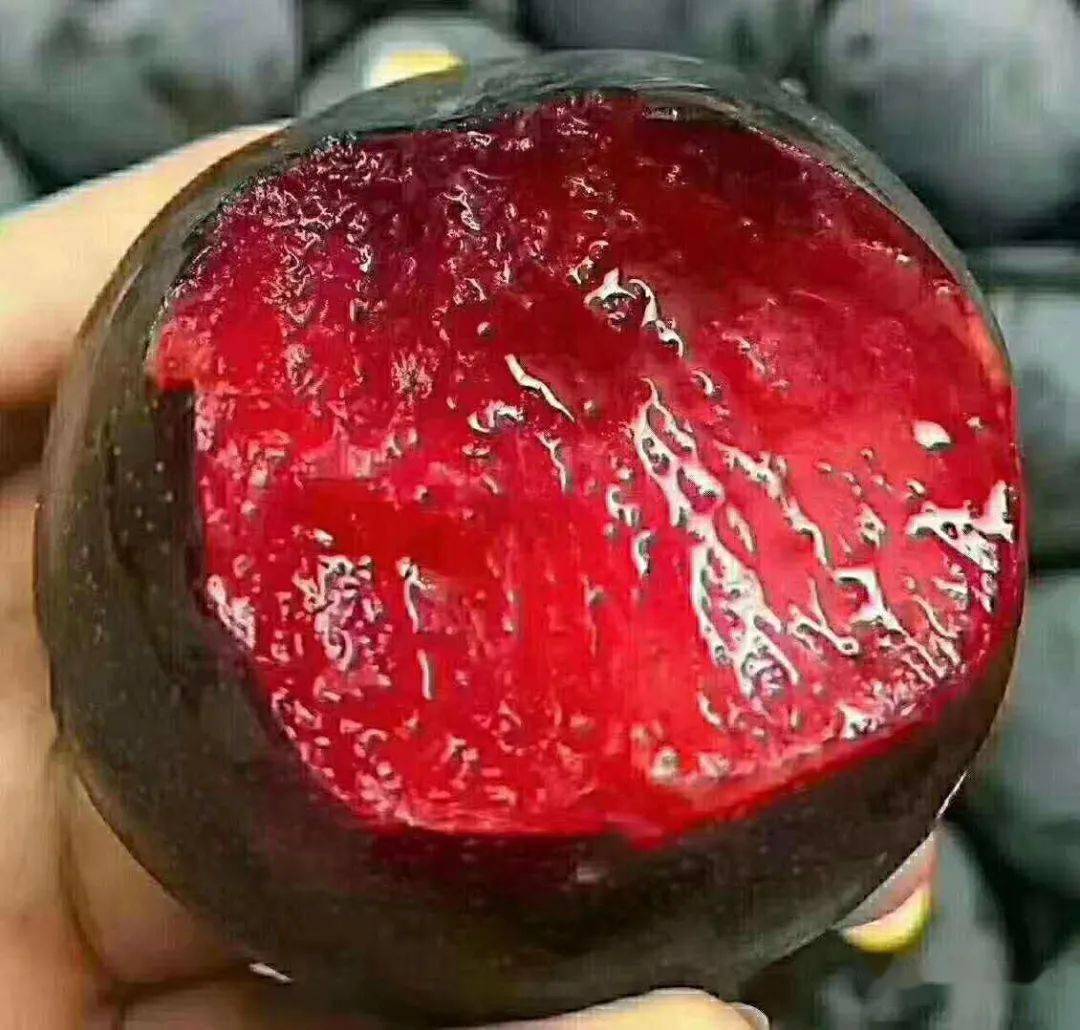 恐龙蛋又名美国杏李味甜香浓品质极佳营养丰富极丰产耐贮运