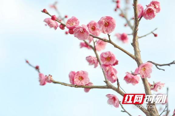 市民|早春时节春意闹 梅花枝头俏