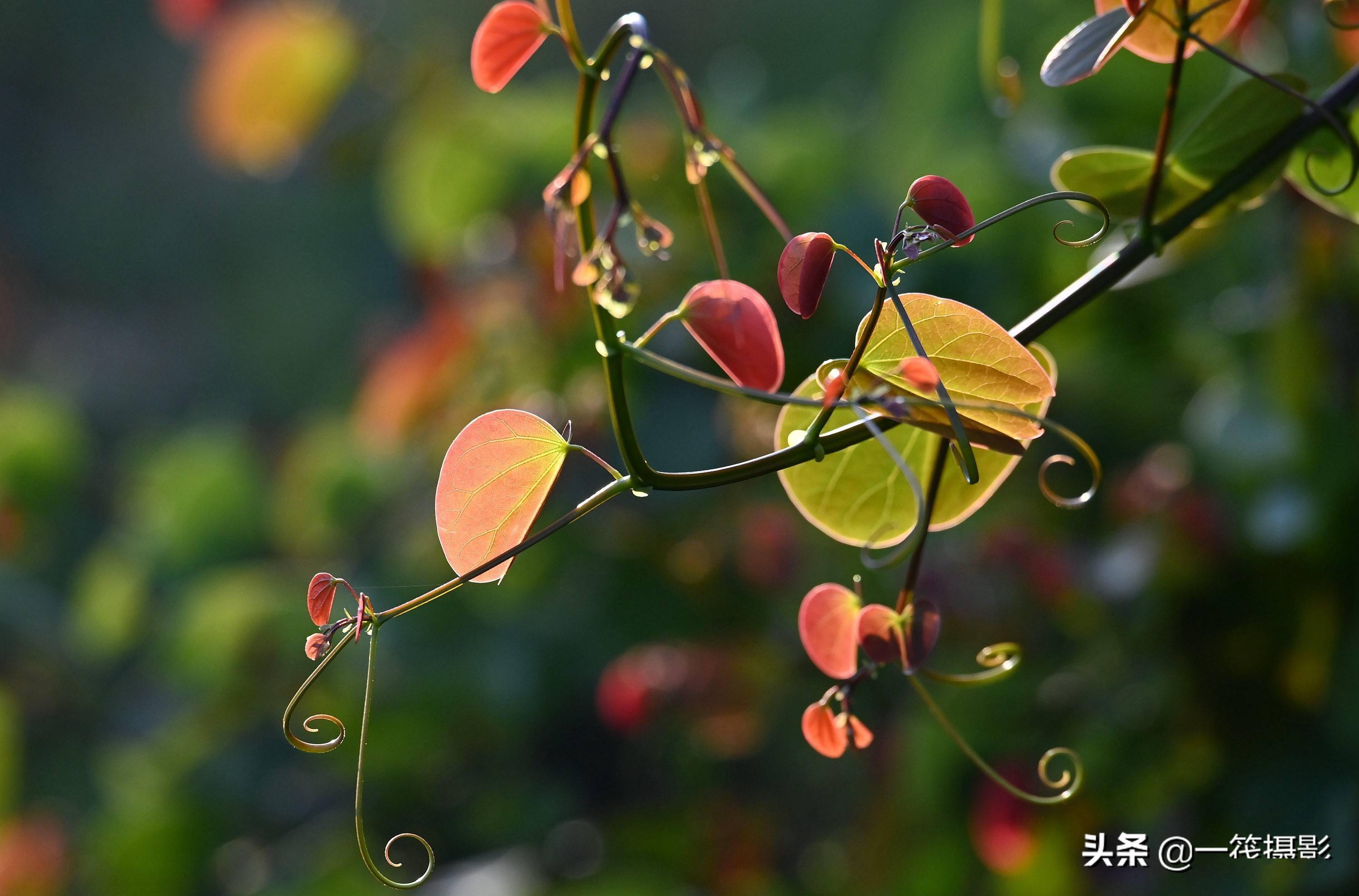 逆光之藤囊托羊蹄甲