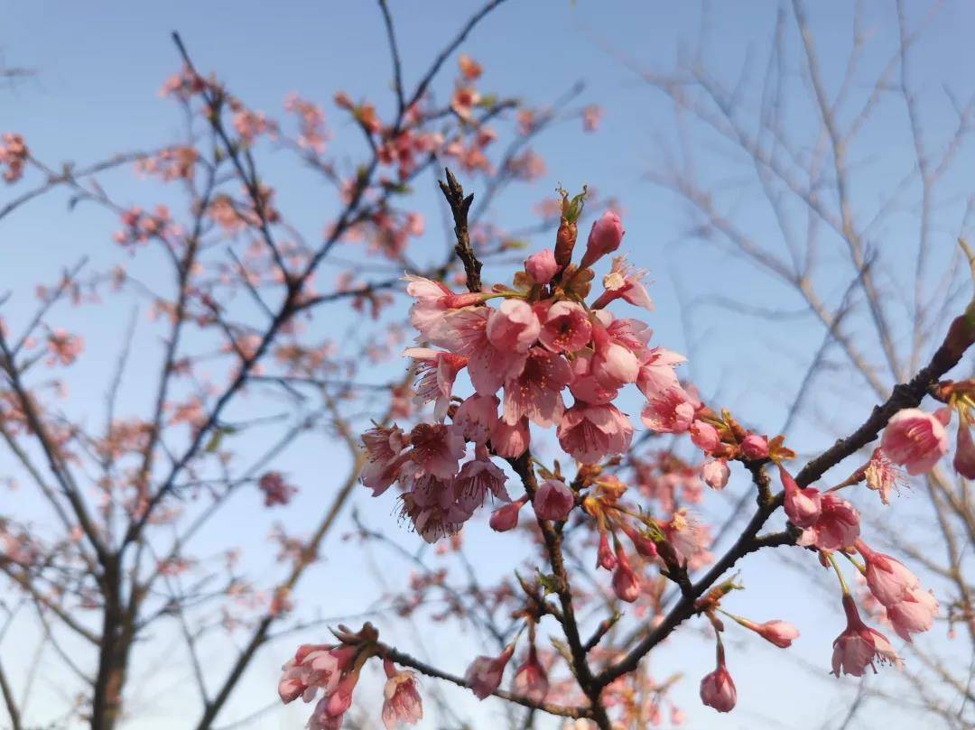 影响|今年上海第一波樱花将何时绽放？河津樱预计晚到几日但很灿烂