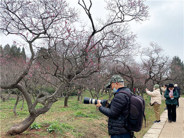 中国|梅花报春早 南京梅花山风景正好