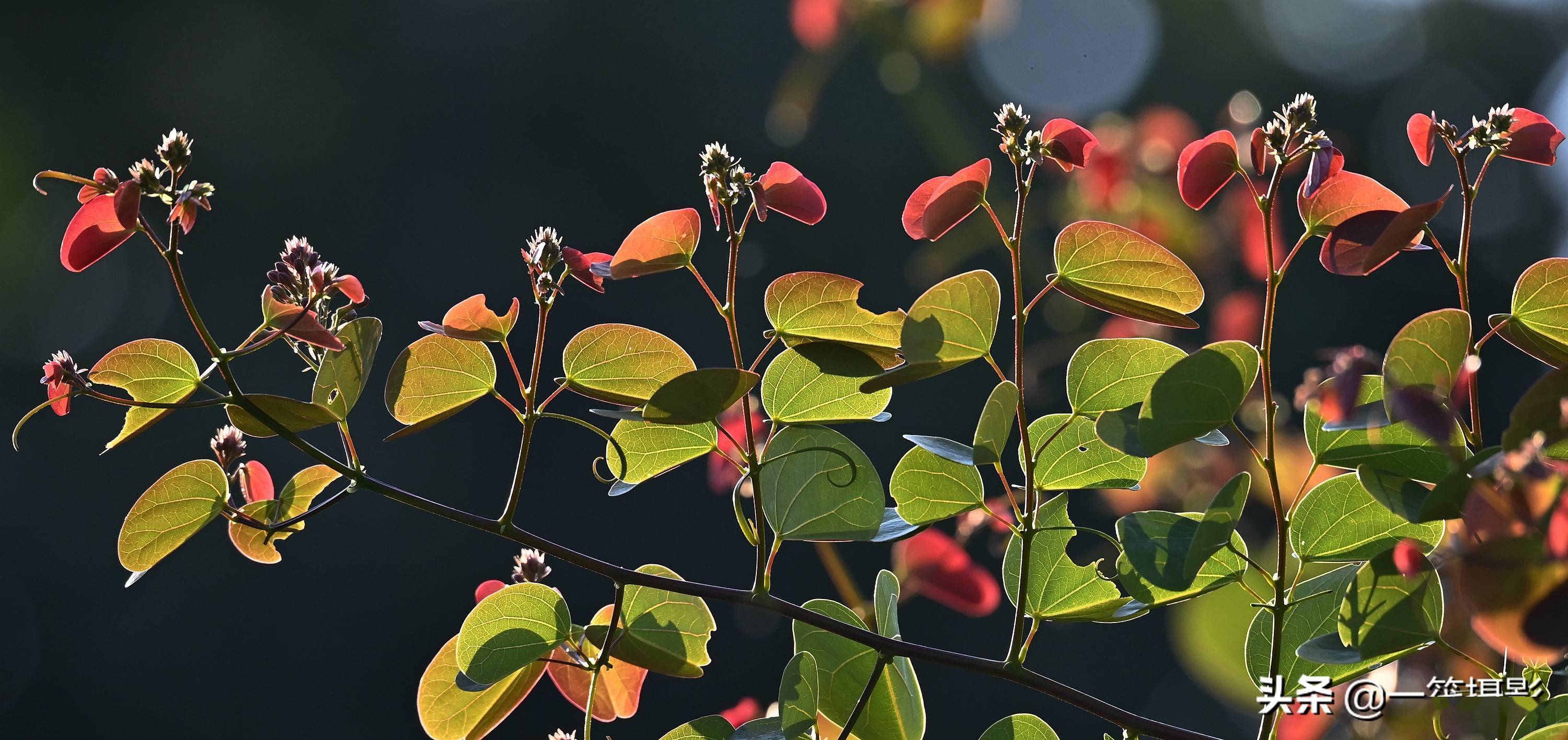 逆光之藤囊托羊蹄甲