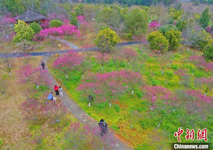 花香|航拍江西南昌凤凰沟梅花正盛开 红红粉粉迎春来